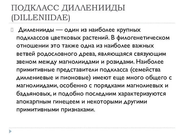 ПОДКЛАСС ДИЛЛЕНИИДЫ (DILLENIIDAE) Дилленииды — один из наиболее крупных подклассов цветковых