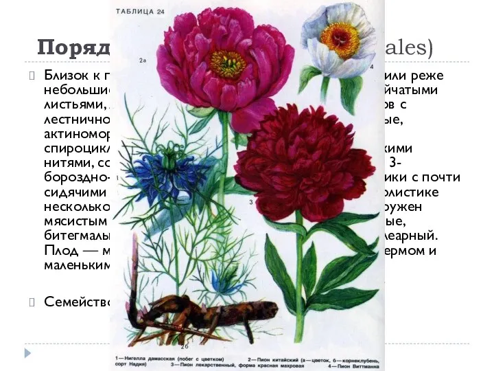 Порядок 2. Пионовые (Paeoniales) Близок к порядку диллениевых. Многолетние травы или