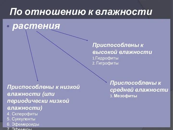 По отношению к влажности растения Приспособлены к высокой влажности 1.Гидрофиты 2.