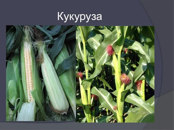 Кукуруза