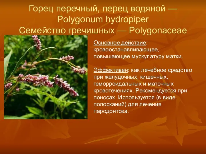 Горец перечный, перец водяной — Polygonum hydropiper Семейство гречишных — Polygonaceae