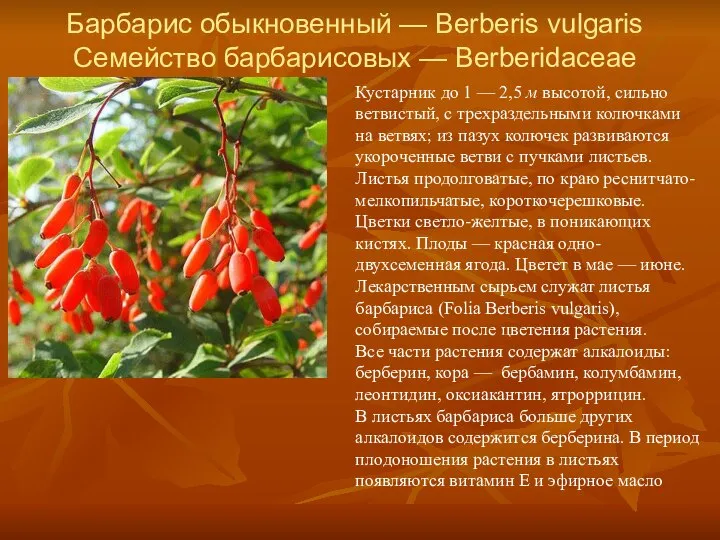 Барбарис обыкновенный — Berberis vulgaris Семейство барбарисовых — Berberidaceae Кустарник до