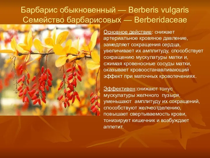 Барбарис обыкновенный — Berberis vulgaris Семейство барбарисовых — Berberidaceae Основное действие: