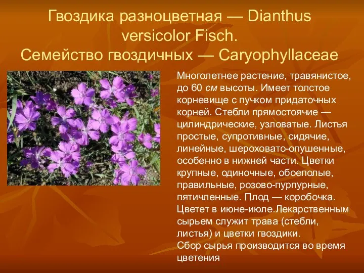 Гвоздика разноцветная — Dianthus versicolor Fisch. Семейство гвоздичных — Caryophyllaceae Многолетнее