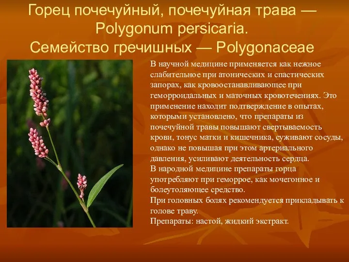 Горец почечуйный, почечуйная трава — Polygonum persicaria. Семейство гречишных — Polygonaceae