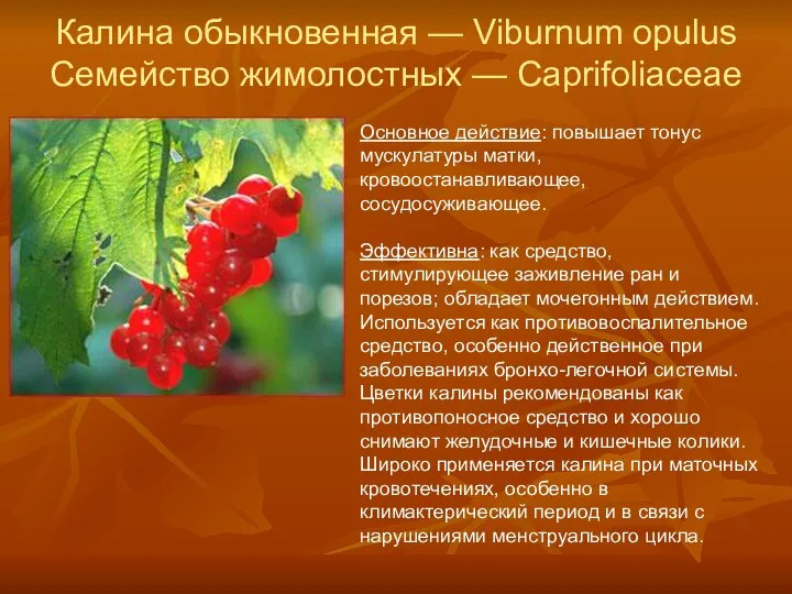 Калина обыкновенная — Viburnum opulus Семейство жимолостных — Caprifoliaceae Основное действие: