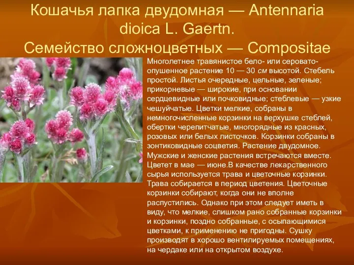 Кошачья лапка двудомная — Antennaria dioica L. Gaertn. Семейство сложноцветных —