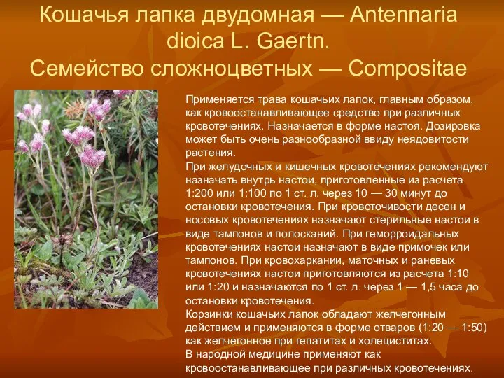 Кошачья лапка двудомная — Antennaria dioica L. Gaertn. Семейство сложноцветных —