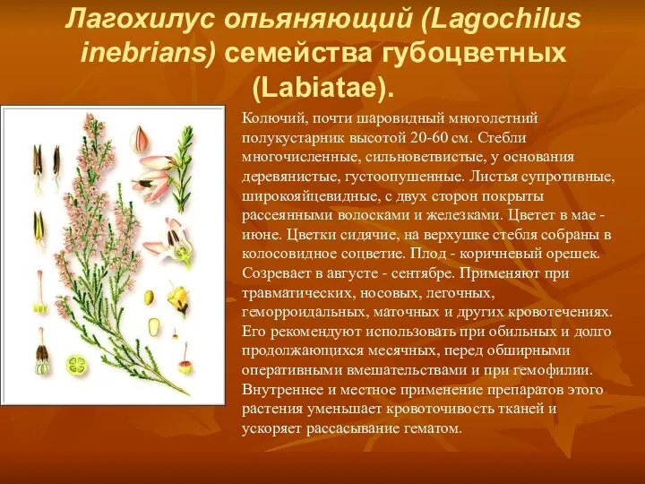 Лагохилус опьяняющий (Lagochilus inebrians) семейства губоцветных (Labiatae). Колючий, почти шаровидный многолетний