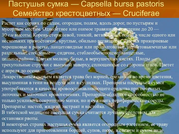 Пастушья сумка — Capsella bursa pastoris Семейство крестоцветных — Cruciferae Растет