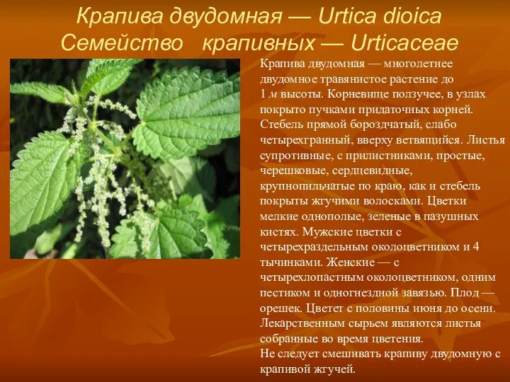 Крапива двудомная — Urtica dioica Семейство крапивных — Urticaceae Крапива двудомная
