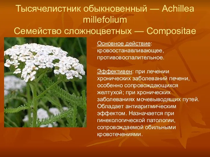 Тысячелистник обыкновенный — Achillea millefolium Семейство сложноцветных — Compositae Основное действие: