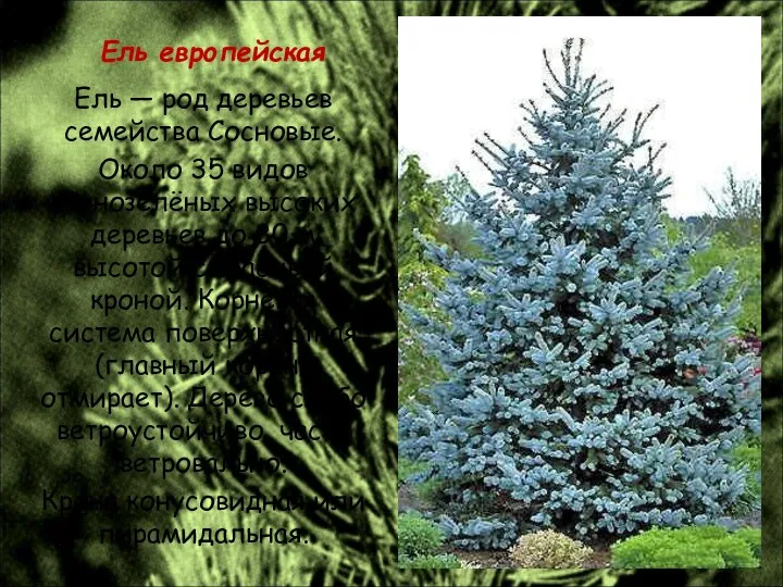 Ель европейская Ель — род деревьев семейства Сосновые. Около 35 видов
