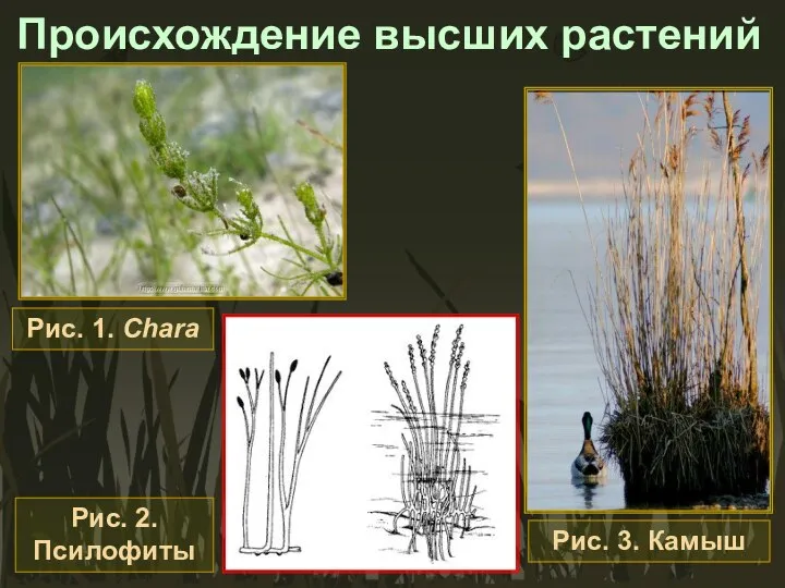 Происхождение высших растений Рис. 1. Chara Рис. 3. Камыш Рис. 2. Псилофиты