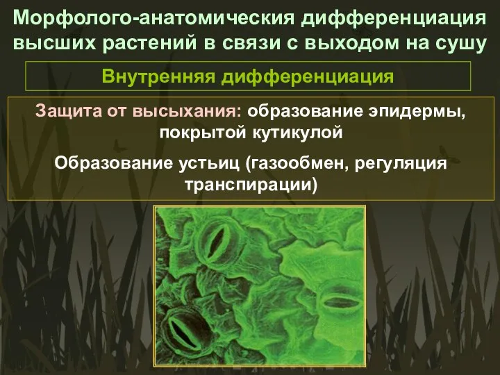 Морфолого-анатомическия дифференциация высших растений в связи с выходом на сушу Внутренняя