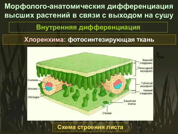 Морфолого-анатомическия дифференциация высших растений в связи с выходом на сушу Внутренняя