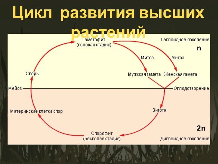 Цикл развития высших растений n 2n