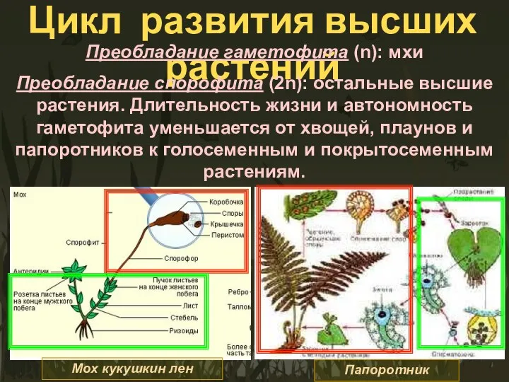 Цикл развития высших растений Преобладание гаметофита (n): мхи Преобладание спорофита (2n):