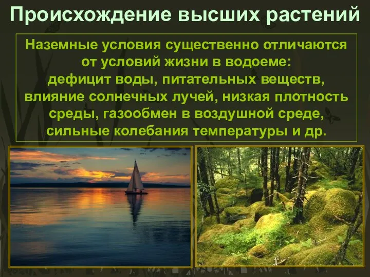 Наземные условия существенно отличаются от условий жизни в водоеме: дефицит воды,