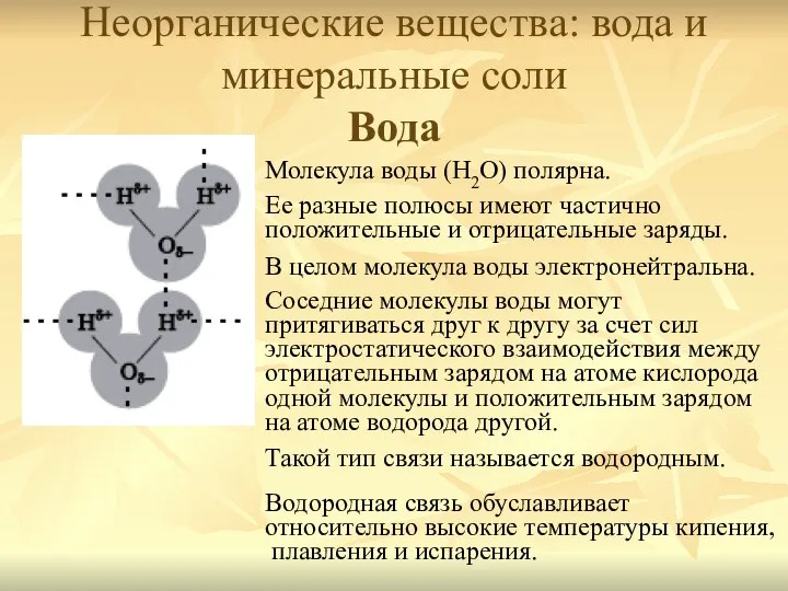 Неорганические вещества: вода и минеральные соли Вода Молекула воды (H2O) полярна.