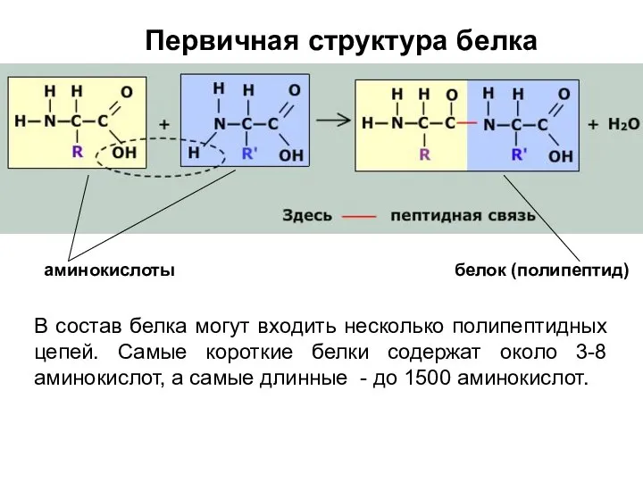 Первичная структура белка В состав белка могут входить несколько полипептидных цепей.