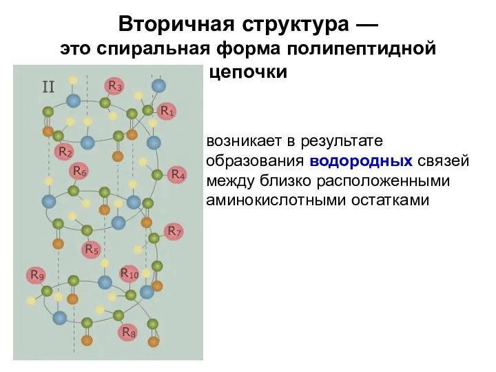 Вторичная структура — это спиральная форма полипептидной цепочки возникает в результате