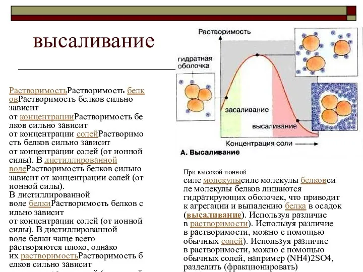 высаливание РастворимостьРастворимость белковРастворимость белков сильно зависит от концентрацииРастворимость белков сильно зависит