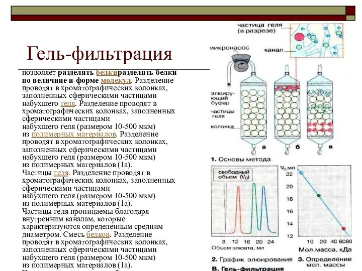 Гель-фильтрация позволяет разделять белкиразделять белки по величине и форме молекул. Разделение