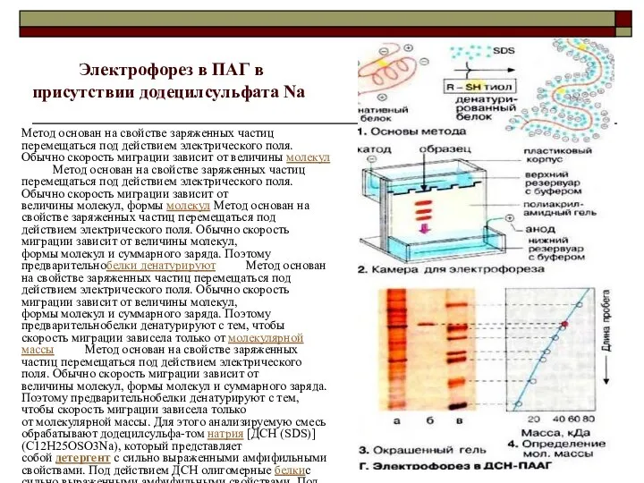 Электрофорез в ПАГ в присутствии додецилсульфата Na Метод основан на свойстве