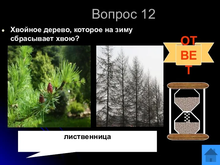 Вопрос 12 Хвойное дерево, которое на зиму сбрасывает хвою? ОТВЕТ лиственница