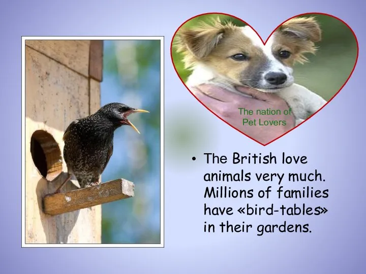 The British love animals very much. Millions of families have «bird-tables»