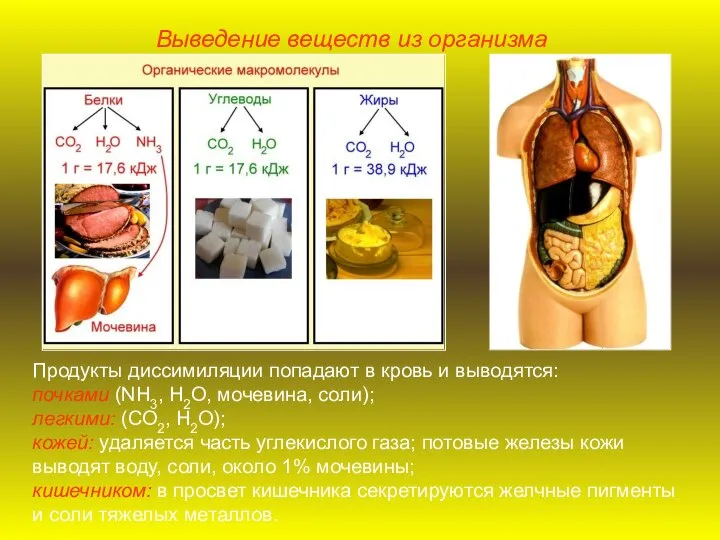 Выведение веществ из организма Продукты диссимиляции попадают в кровь и выводятся: