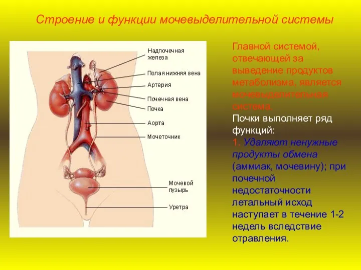 Строение и функции мочевыделительной системы Главной системой, отвечающей за выведение продуктов