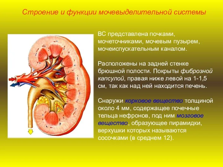 ВС представлена почками, мочеточниками, мочевым пузырем, мочеиспускательным каналом. Расположены на задней