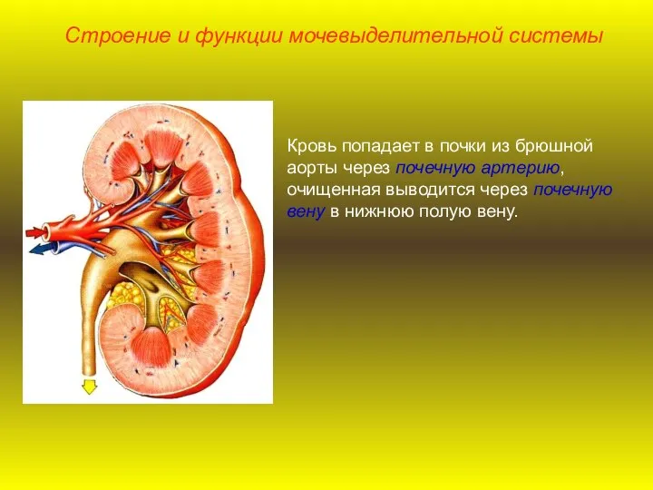 Кровь попадает в почки из брюшной аорты через почечную артерию, очищенная