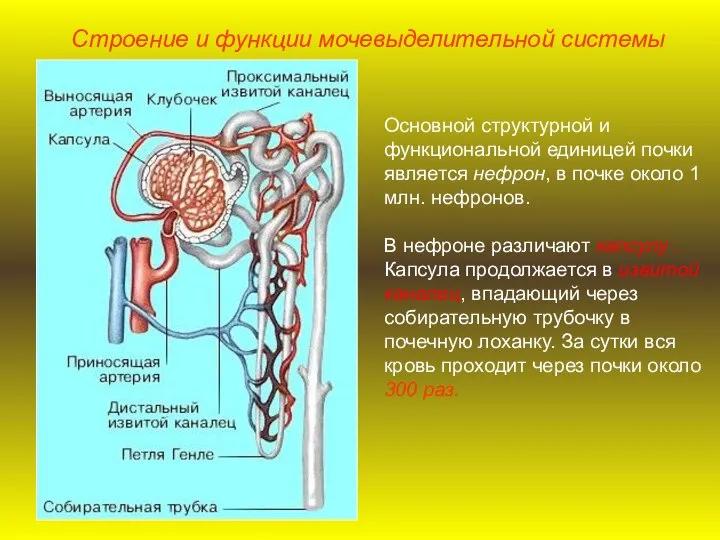 Основной структурной и функциональной единицей почки является нефрон, в почке около