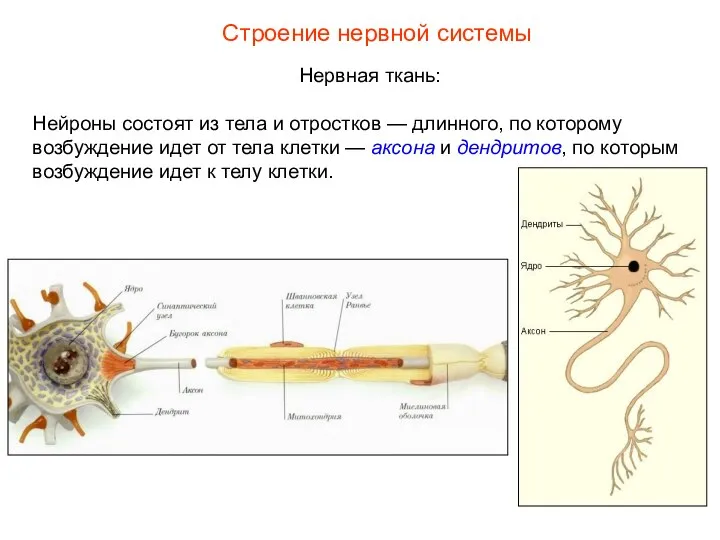 Строение нервной системы Нервная ткань: Нейроны состоят из тела и отростков