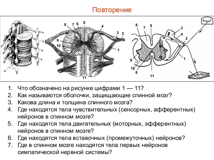 Повторение Что обозначено на рисунке цифрами 1 — 11? Как называются