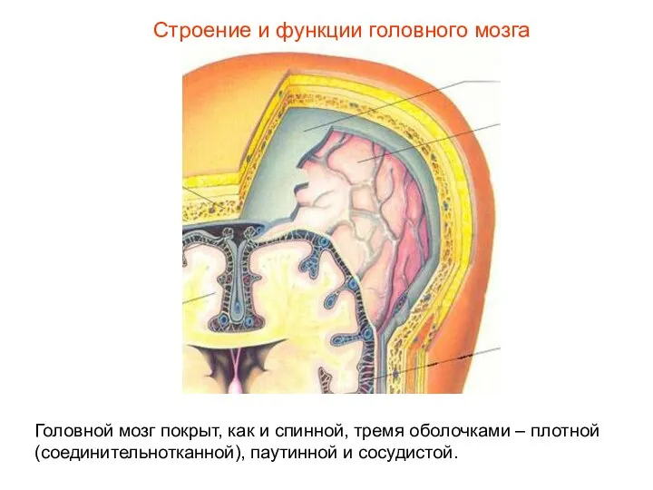 Строение и функции головного мозга Головной мозг покрыт, как и спинной,