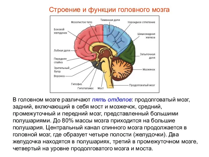 Строение и функции головного мозга В головном мозге различают пять отделов: