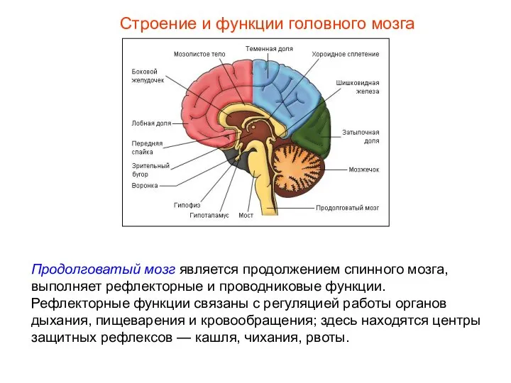 Строение и функции головного мозга Продолговатый мозг является продолжением спинного мозга,