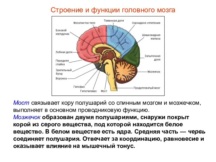 Строение и функции головного мозга Мост связывает кору полушарий со спинным