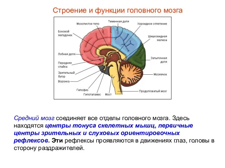 Строение и функции головного мозга Средний мозг соединяет все отделы головного