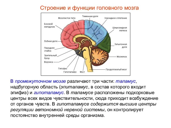 Строение и функции головного мозга В промежуточном мозге различают три части: