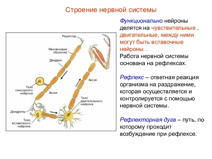 Строение нервной системы Функционально нейроны делятся на чувствительные , двигательные, между