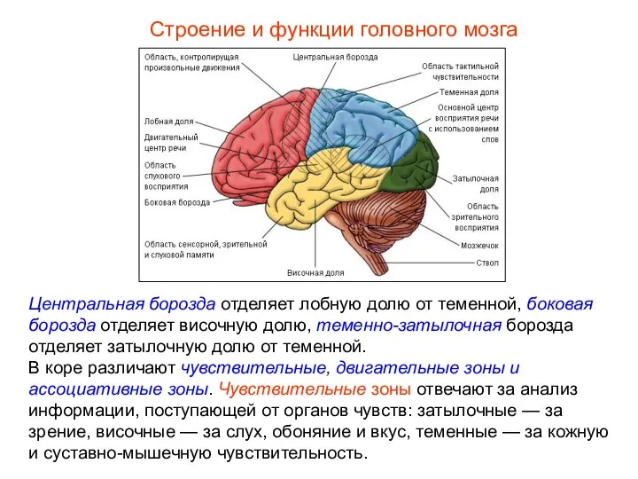 Строение и функции головного мозга Центральная борозда отделяет лобную долю от