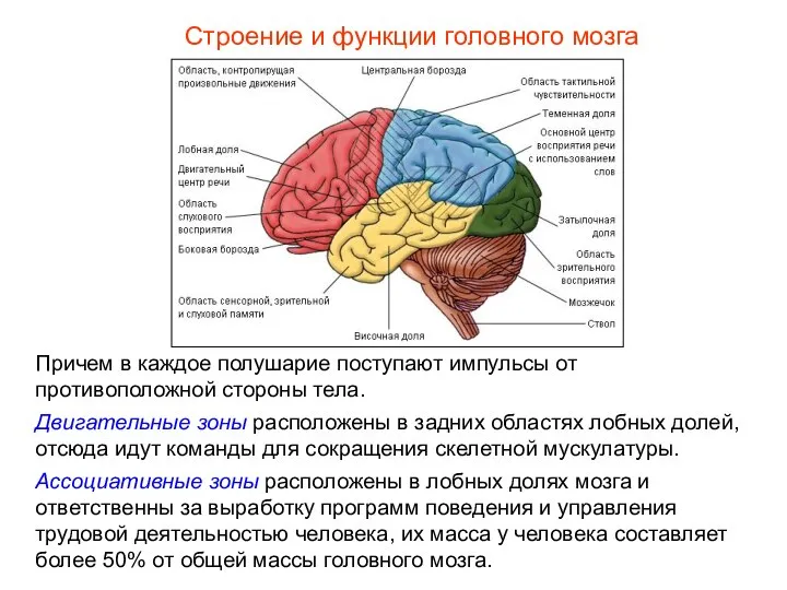 Строение и функции головного мозга Причем в каждое полушарие поступают импульсы