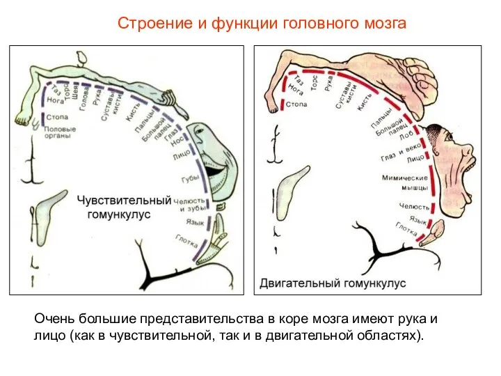 Строение и функции головного мозга Очень большие представительства в коре мозга