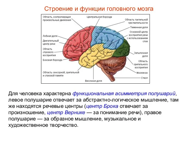 Строение и функции головного мозга Для человека характерна функциональная асимметрия полушарий,