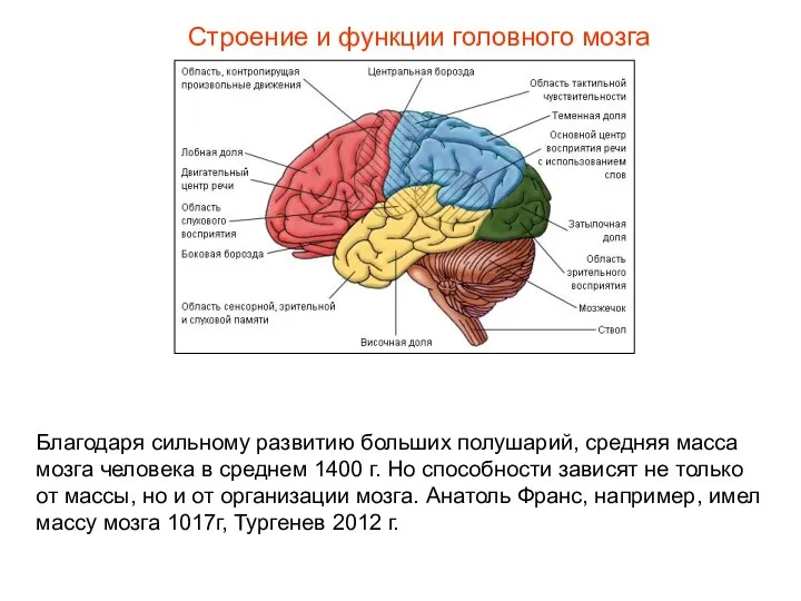 Строение и функции головного мозга Благодаря сильному развитию больших полушарий, средняя